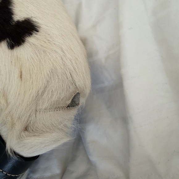 Dior Black and White Cow Pony-hair Bag - Picture 8 of 13